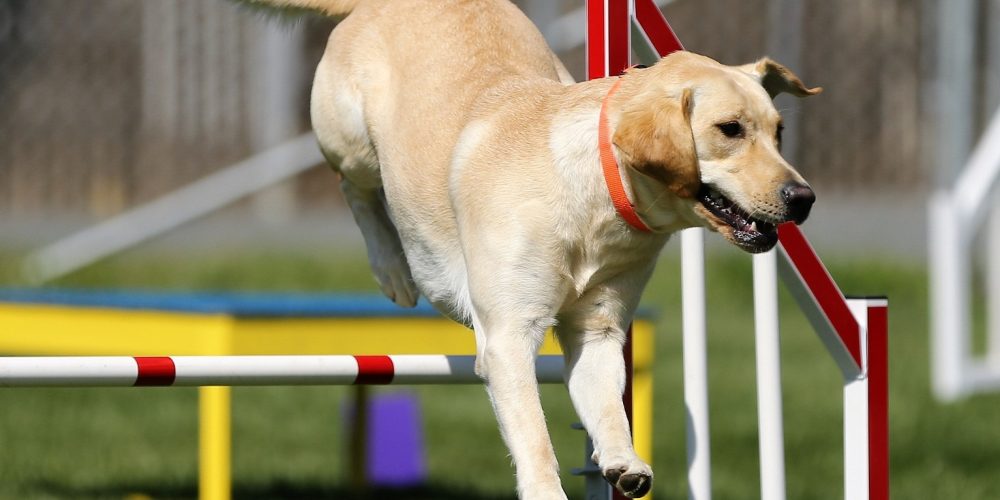 Perro saltando unos obstaculos en un circuito de entrenamiento canino