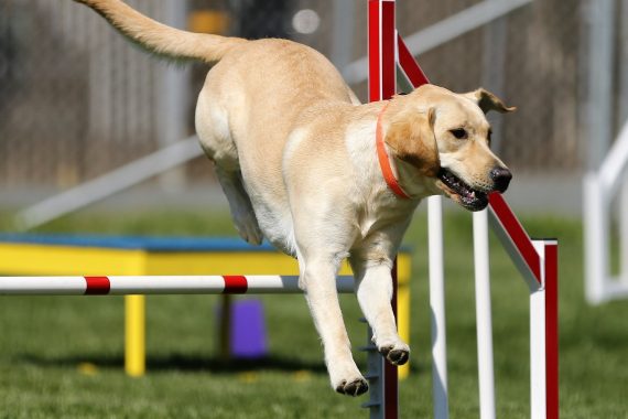 Perro saltando unos obstaculos en un circuito de entrenamiento canino