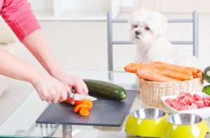 cursos nutricion canina