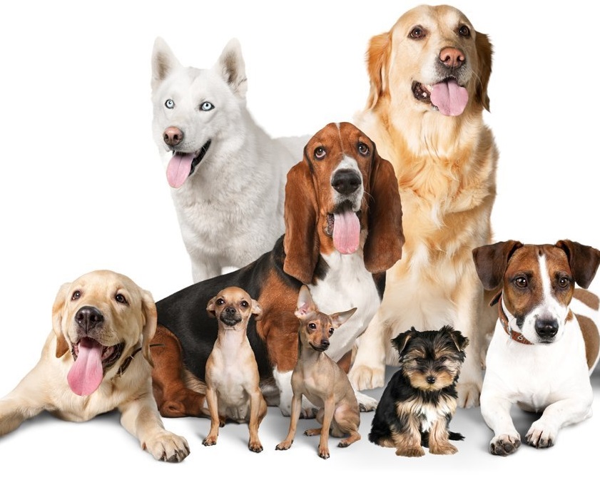 corriente vitamina Besugo Cuáles son las mejores razas de perros para niños - RedCanina.es