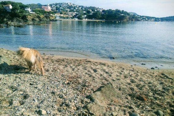 Playa para Perros de Sant Jordi en Llançà Girona en Costa Brava