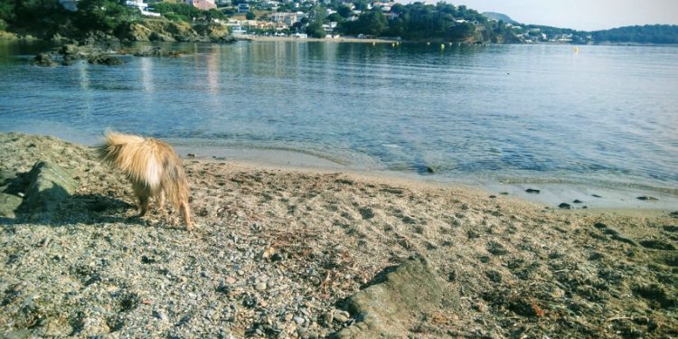 Playa para Perros de Sant Jordi en Llançà Girona en Costa Brava