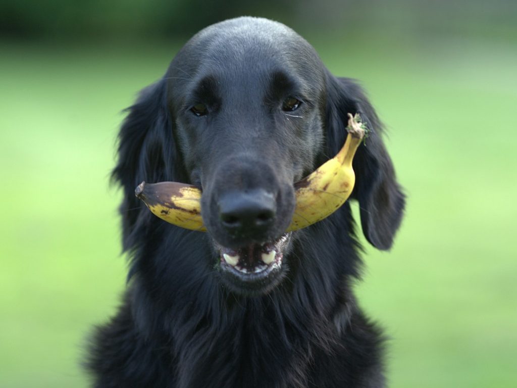 Perro con plátano