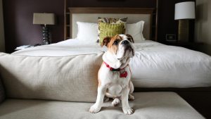 perro-hotel-junto-cama