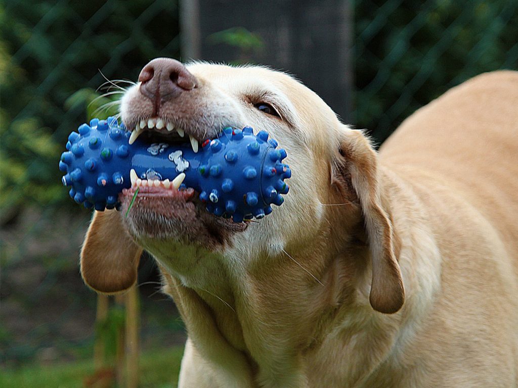 Juguete Mordillo Hueso Duro 15cm Perros Cachorros Mascotas!!