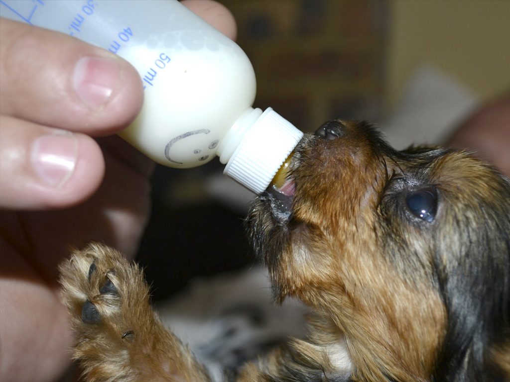 Mejores leches para alimentar a un cachorro recién nacido RedCanina.es
