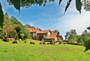 Más de 27 hoteles rurales de la provincia de Asturias ideales para ir con tu mascota de vacaciones como en esta casa rural en medio de un prado donde aceptan perros.