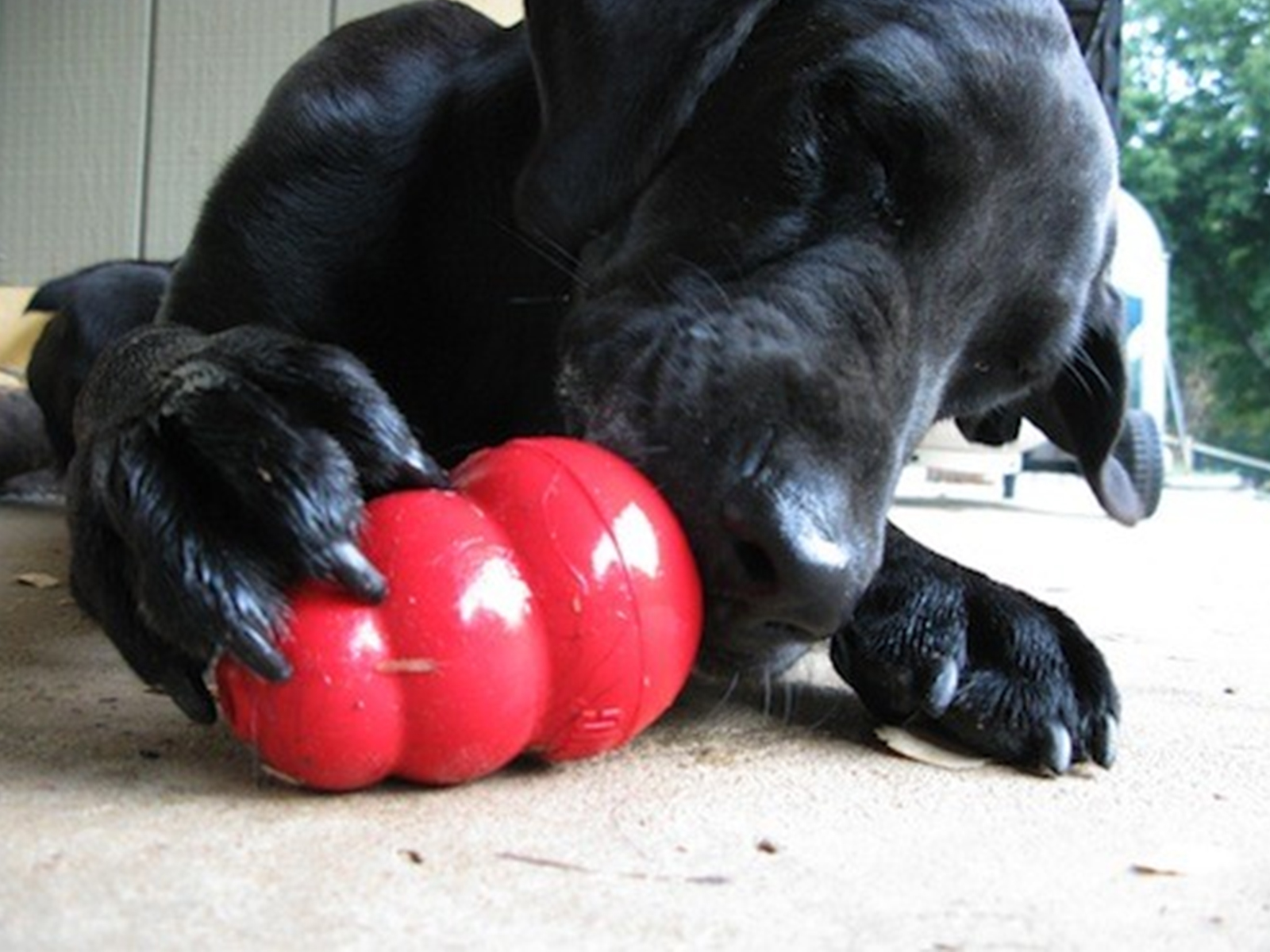 Guía completa sobre JUGUETES KONG© para perros Ranking 2019