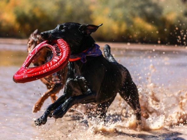 Perro corriendo como loco por el agua mientras lleva su juguete en la boca