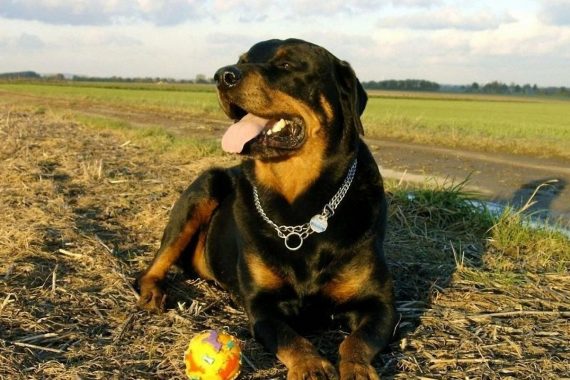 Rottweiler sentado junto a su pelota de goma