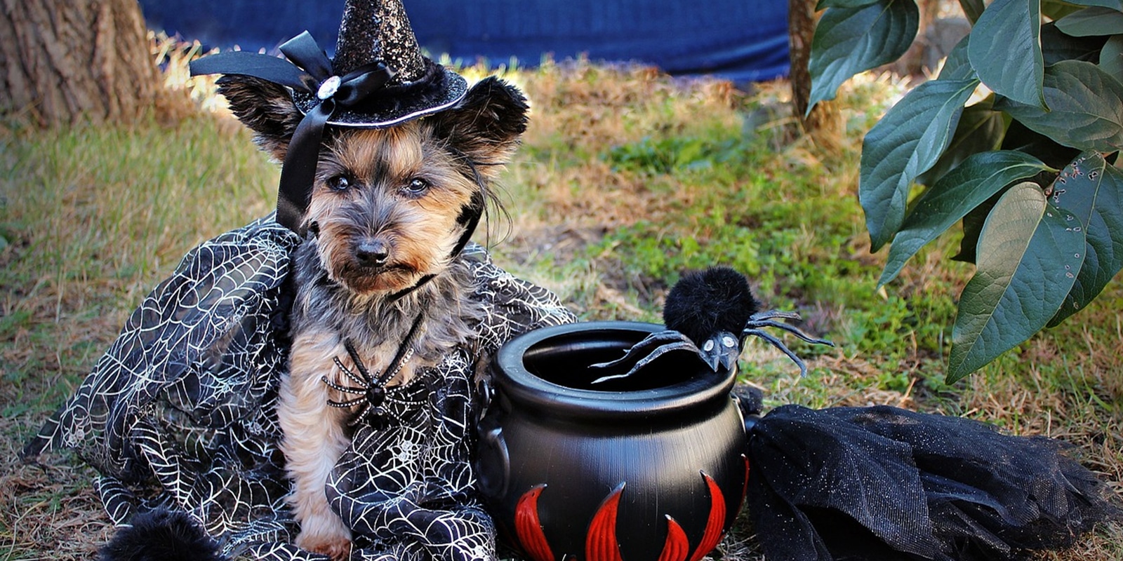Disfraces divertidos De Halloween Para Perros