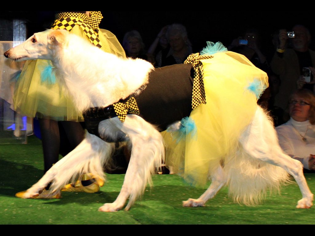 vestido de boda ropa de primavera para mascotas WENGE Vestido de verano para perro o mascota ropa para cachorros ropa para perros pequeños chihuahua falda rosa S