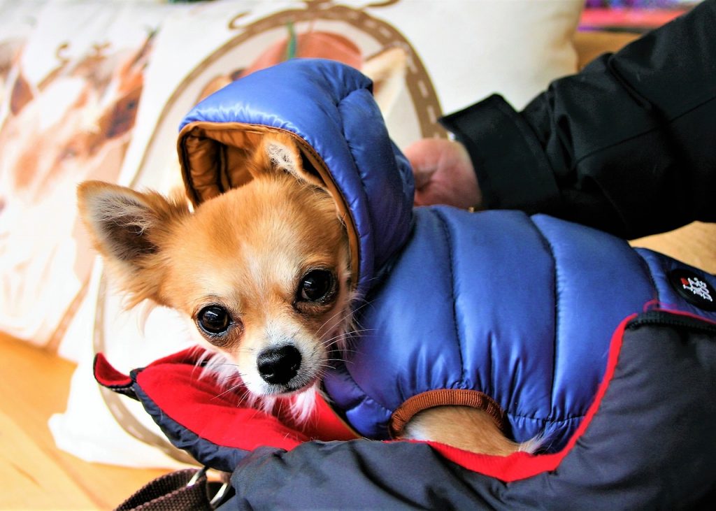 Baohooya Mascota Perro Ropa de Invierno para Chihuahua Yorkshire L, Gris Chaqueta de Perro Invierno Ropa Perro Pequeño Abrigo de Algodón 