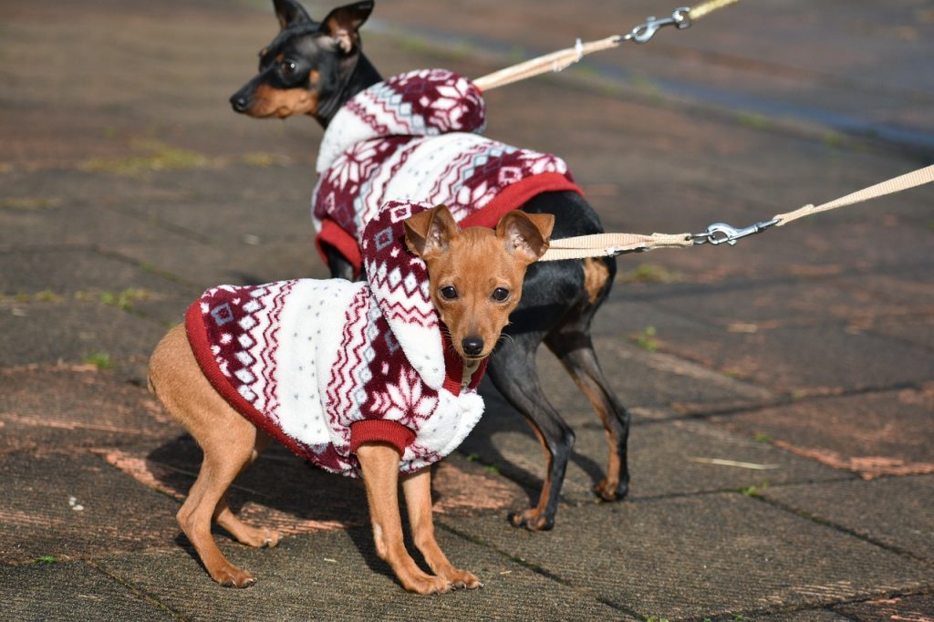 ▷ ROPA para PERROS: Cómo vestir a tu mascota en verano en invierno