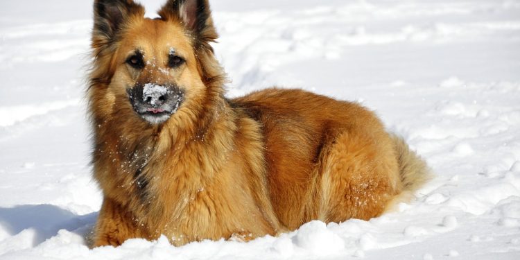 Nieve Y Perros: Todo Lo Que Debes Saber