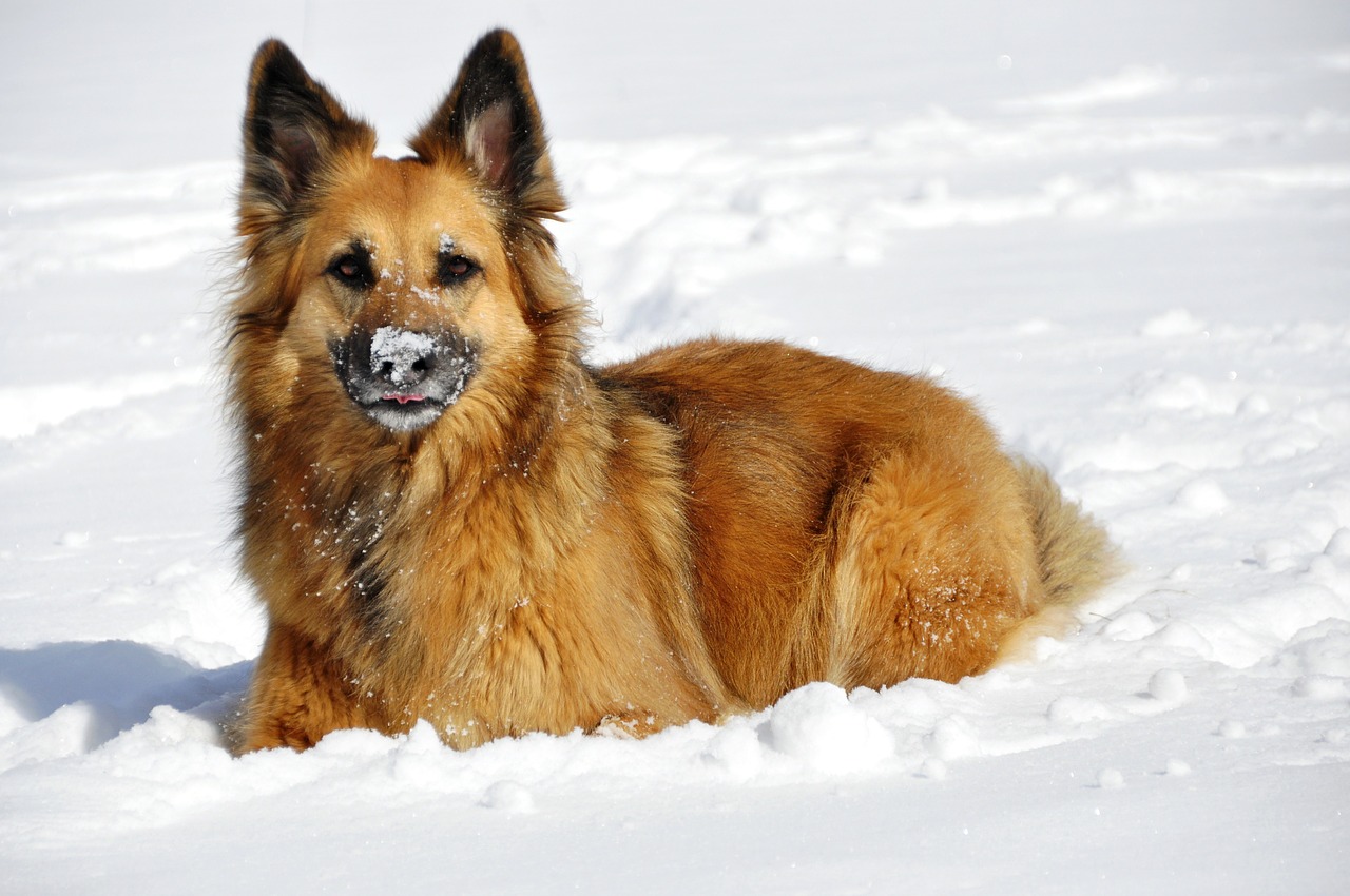 sostén Comprimir avión ☃️ Ir a la nieve con tu perro: Consejos, Ropa y Accesorios - RedCanina.es