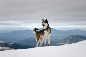 Perros De Nieve O Nórdicos, Resistentes Al Frío