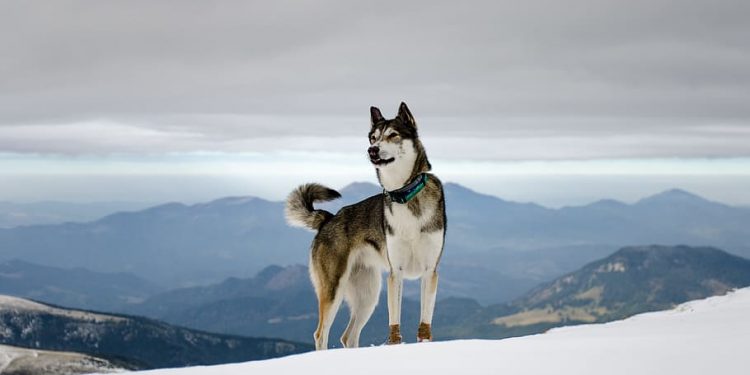 Perros De Nieve O Nórdicos, Resistentes Al Frío