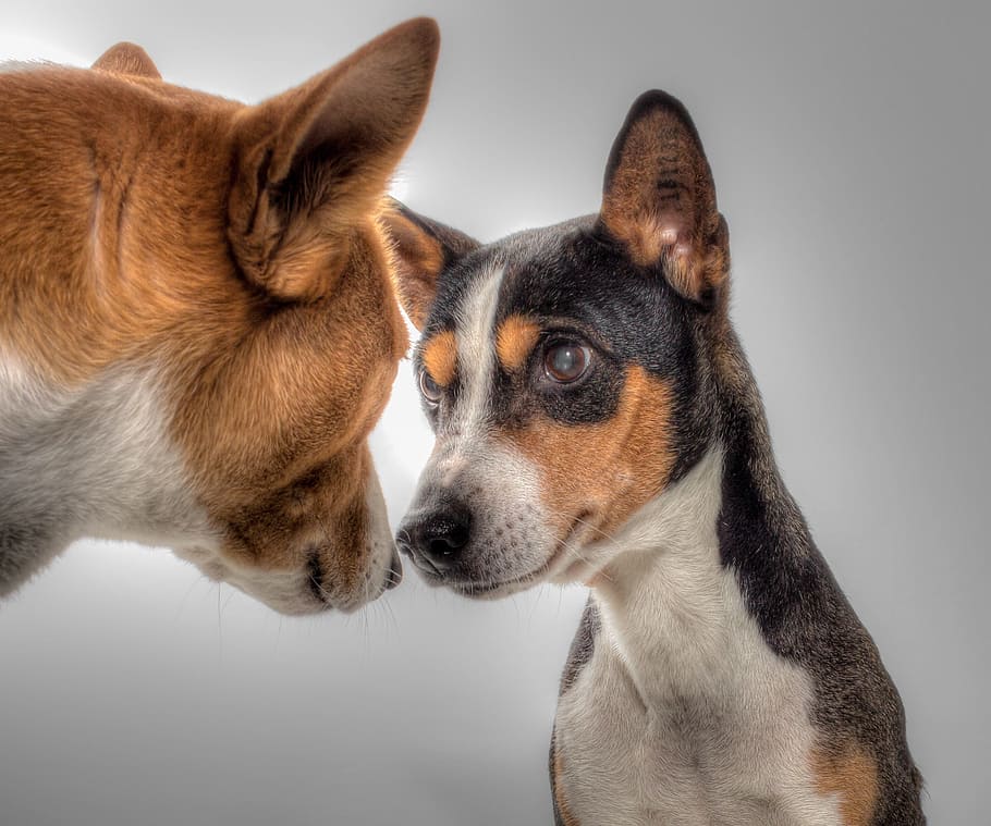 Impuestos vocal cúbico La gripe en lo perros: síntomas, tratamiento y qué dar - RedCanina.es
