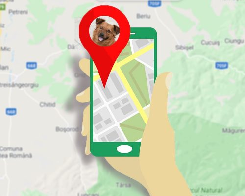 Ranking Con Los Mejores GPS Para Perros