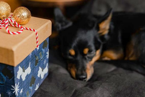 Regalos Baratos Y De Calidad Para Perros