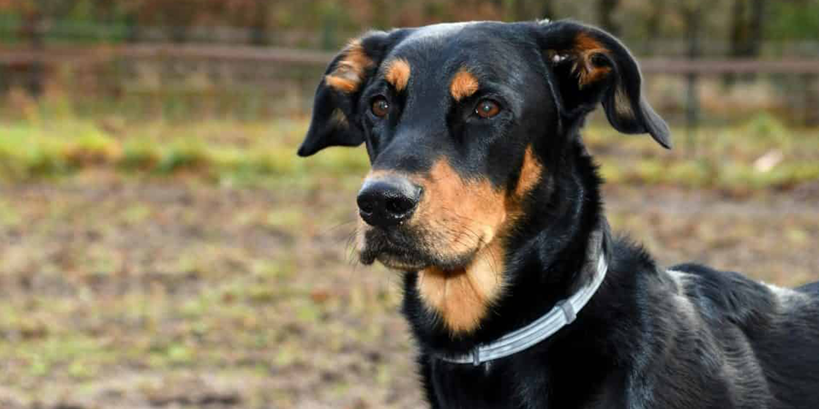 Ejercer Romper respirar Top 8 Mejores Collares antiparasitarios para perros en 2020 - RedCanina.es
