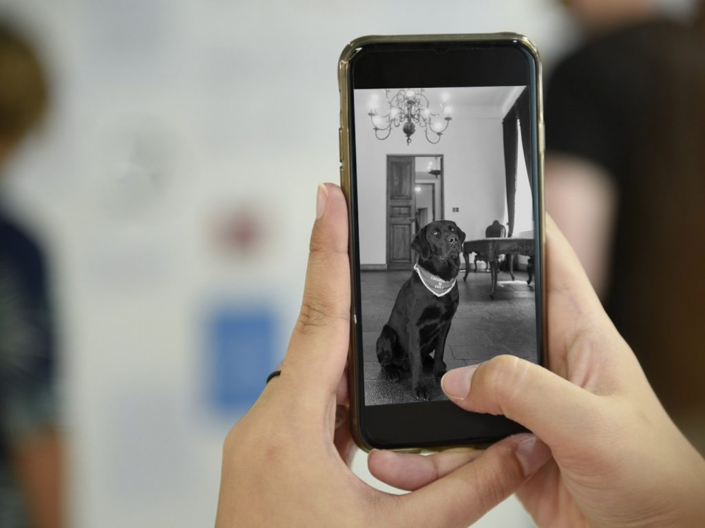  Petcube Cámara Cam 360  Cámara interactiva WiFi para mascotas  y seguridad para el hogar con aplicación de teléfono, video HD de 1080p,  rotación de 360°, visión nocturna, alertas inteligentes para : Electrónica
