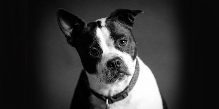 Ansiedad En Perros: Causas, Síntomas Y Soluciones