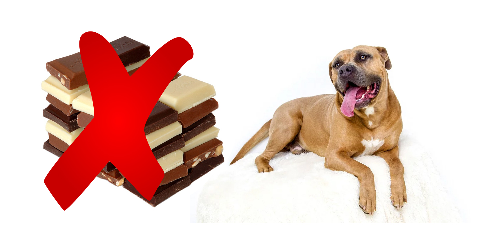 ¿Cuánto chocolate puede comer un perro pequeño?