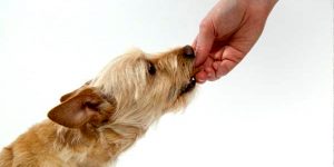 Los Mejores Antiparasitarios Internos Para Perros