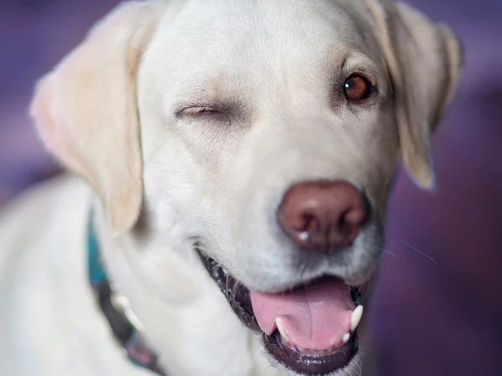 Como Hacer Que Mi Perro Me Obedezca Cuando Lo Llamo