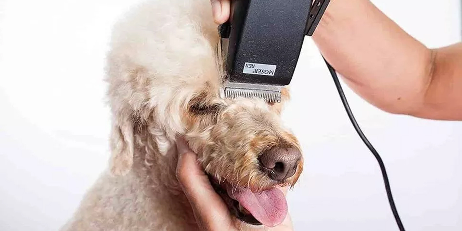 Maquina para cortar online el pelo a perros