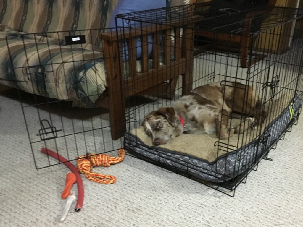 Cómo deben de ser las jaulas para perros?