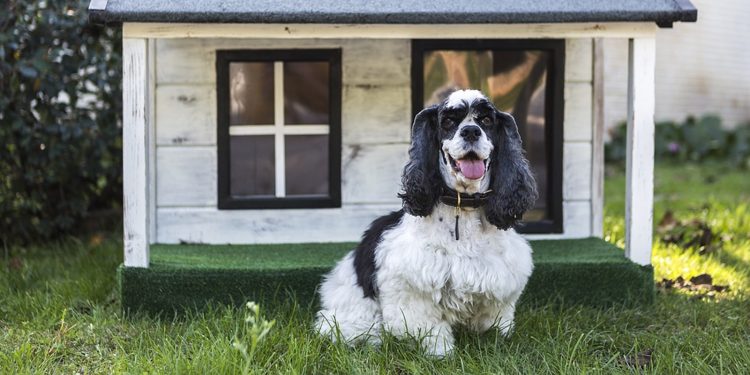 Las Mejores Casetas Para Perros De Madera De Exterior