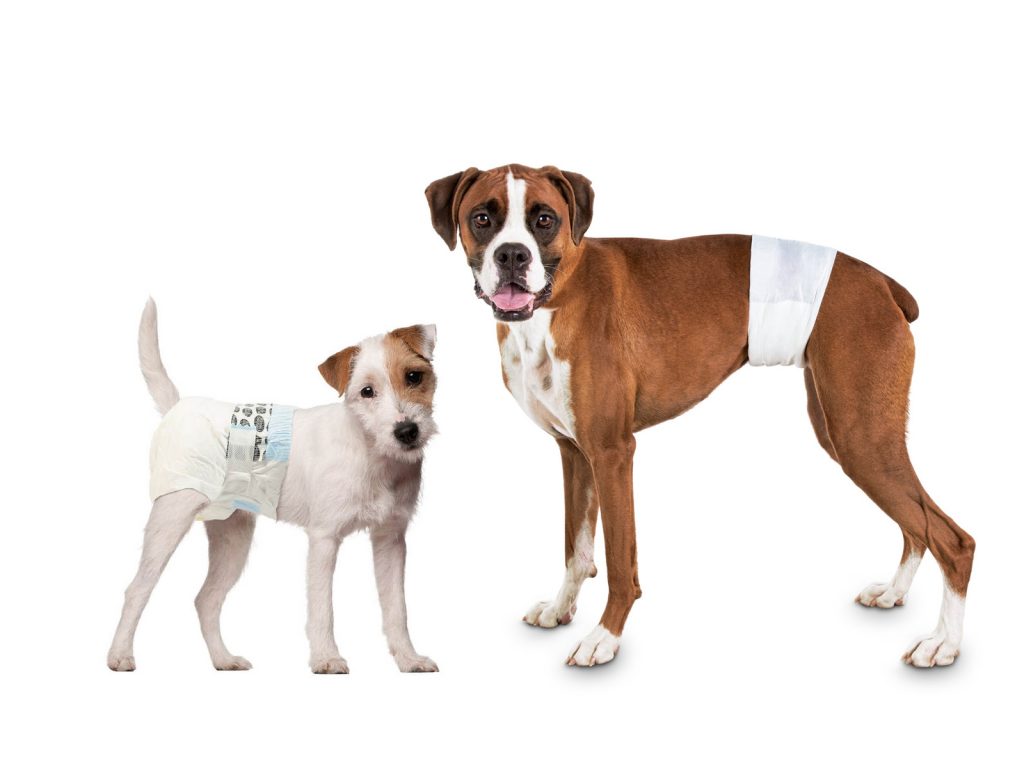 Fully 2 X envolturas de Perro Lavables Pantalones de período de Temporada de Cachorro Hembra Pañal Sanitario Menstrual S: Cintura:, cordón 