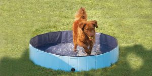 Las Mejores Bañeras Y Piscinas Para Perros Grandes