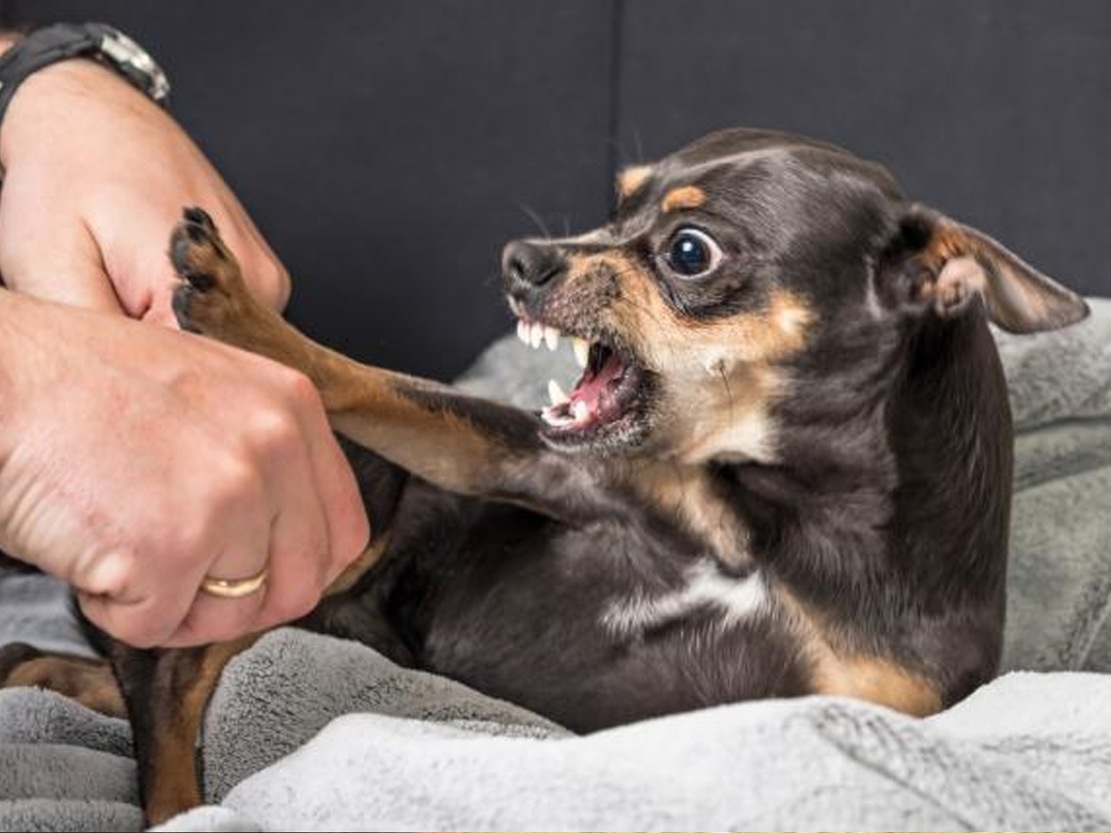 Cómo evitar que mi perro sea agresivo - RedCanina.es
