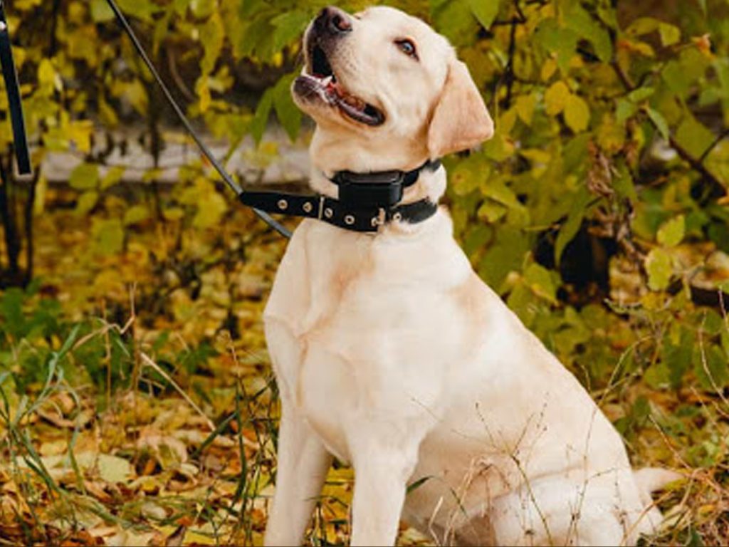 Collar de perro de corteza collar de adiestramiento perro recargable eficiente automático para SMA 