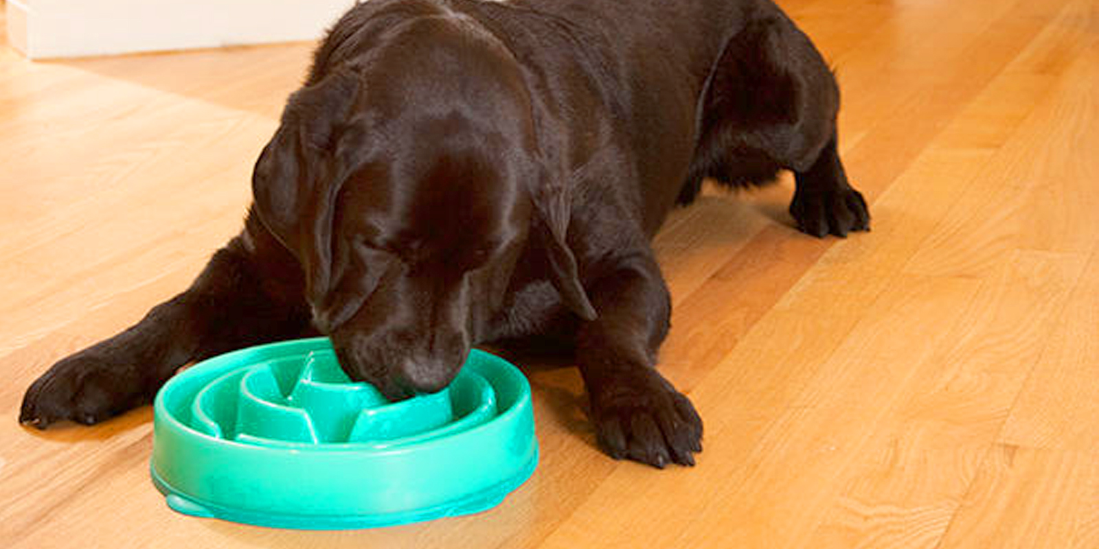 Cuña Inflar Preciso Top 5 mejores COMEDEROS para comer lento para perros ANSIOSOS