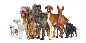 Top 15 Razas Más Extrañas De Perros Que Te Van A Sorprender