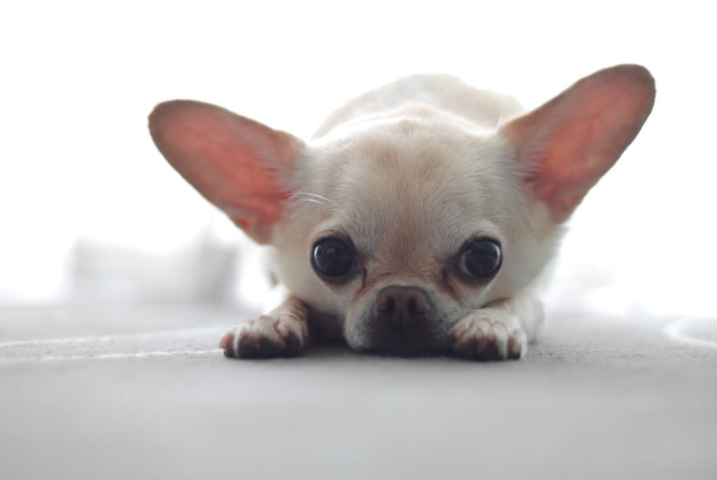 Mínimo Alboroto Finalmente 10 cosas que no sabías de los Chihuahua: ¡alguna te va a sorprender!