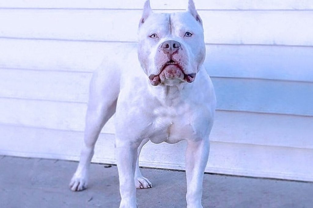 Recreación Descompostura deseo ▷ Tipos de razas de perros Pitbull: Características, mitos y realidades.