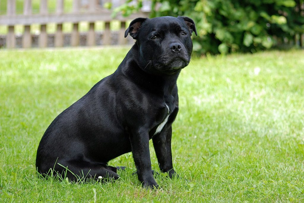 ▷ Tipos de razas de perros Pitbull: Características, mitos y realidades.