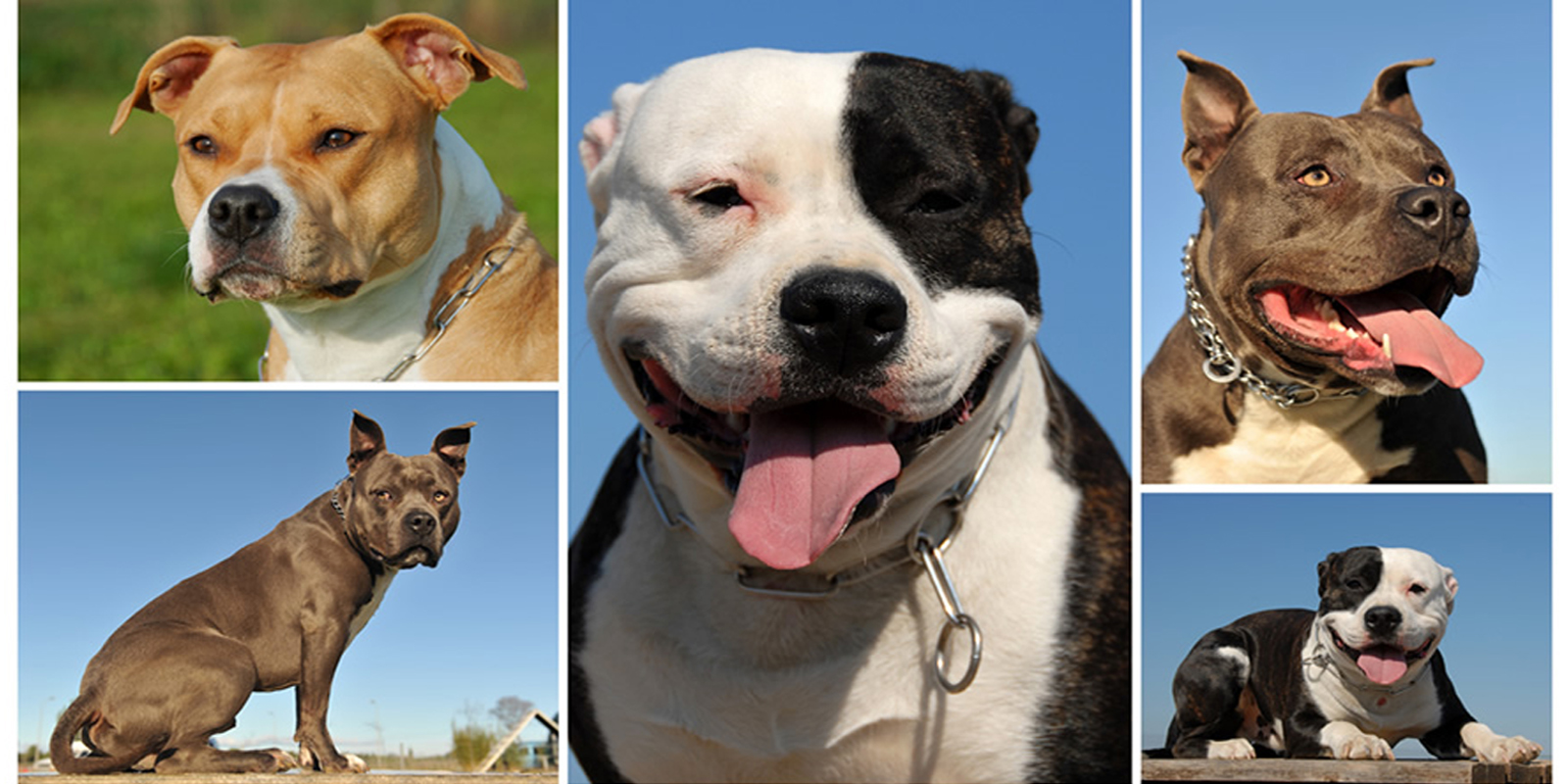 ▷ Tipos de de perros Pitbull: Características,