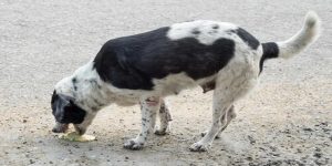 Espuma blanca por deals la boca perro