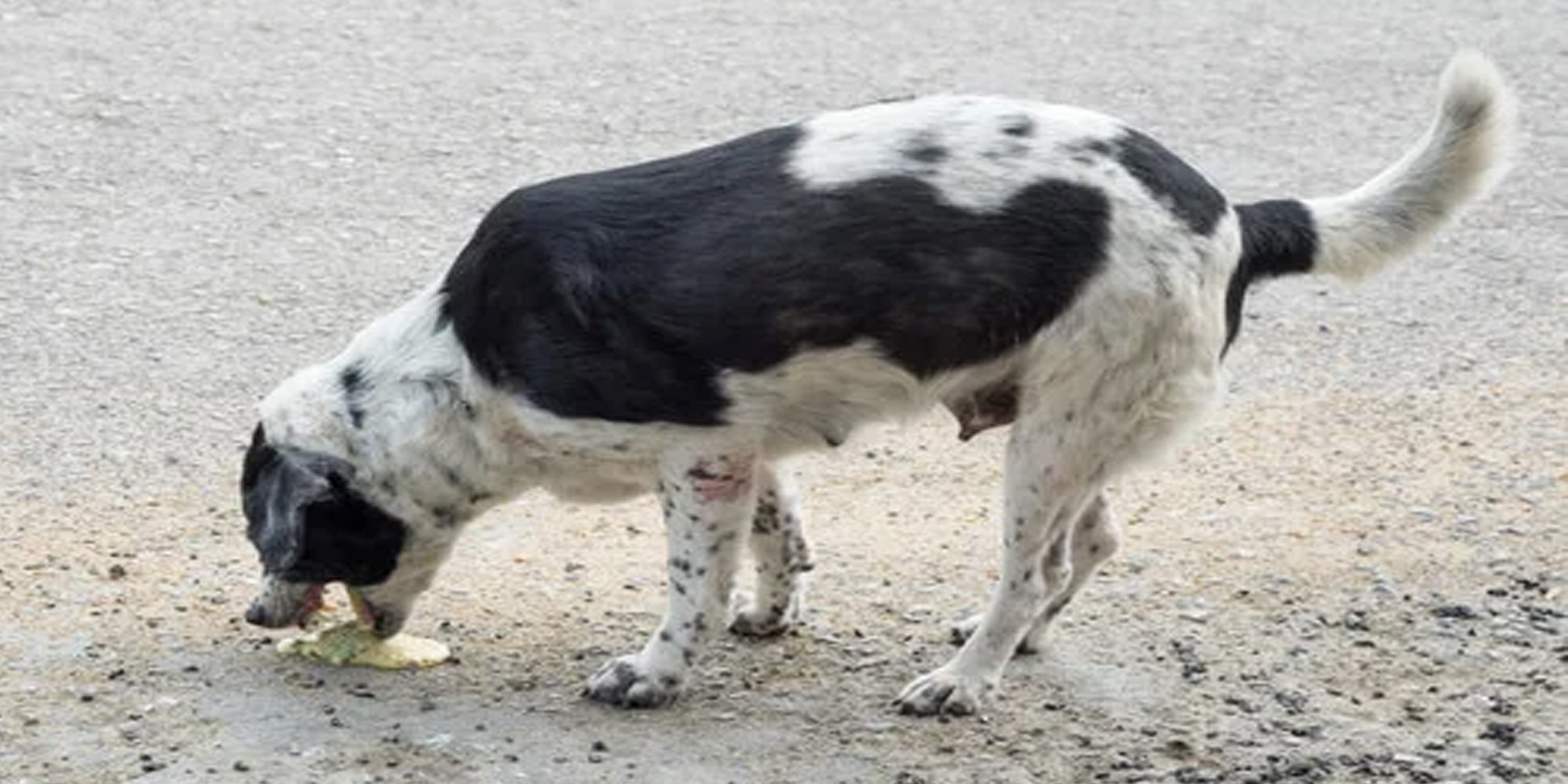 Mi perro VOMITA espuma AMARILLA. ¿Qué puedo hacer? - RedCanina.es