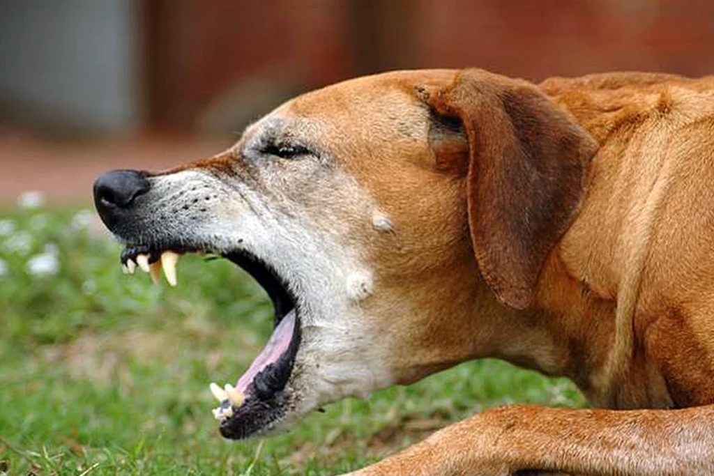 57 Excited Vomito De Cachorro Envenenado Photo HD C o bleumoonproductions
