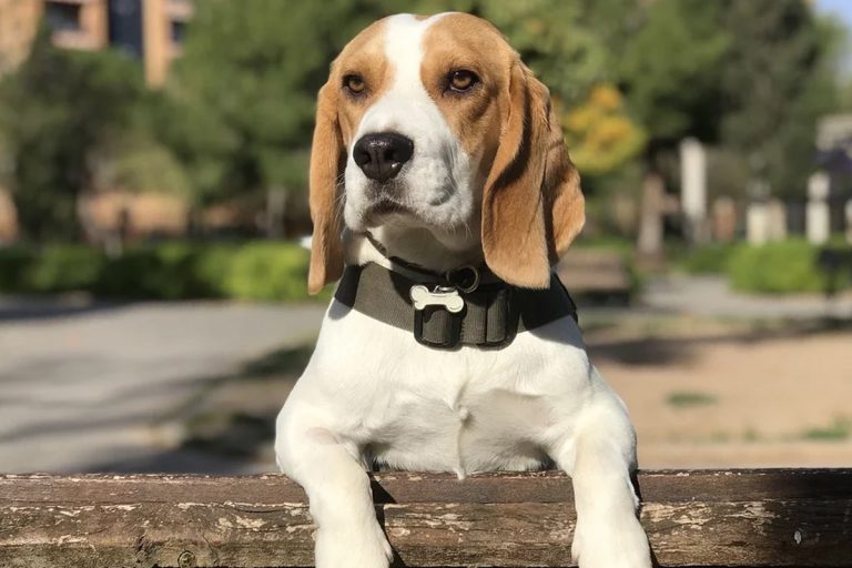 16 Razas de perro de OREJAS GRANDES y cómo cuidarlas - Redcanina