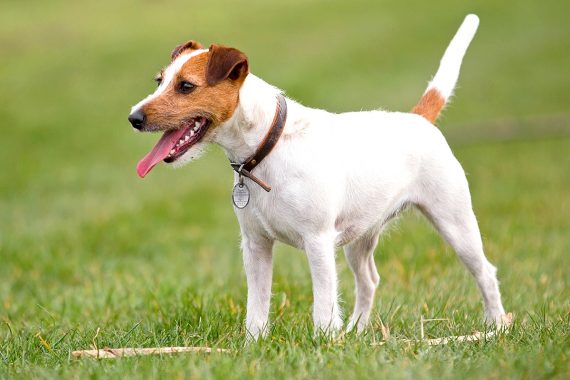 Guía sobre la raza Jack Russell Terrier. Características, cría y consejos