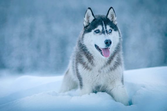 Guía sobre la raza Husky: características, cría y consejos